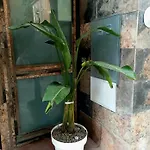 Perlage צ'יוויטווקיה